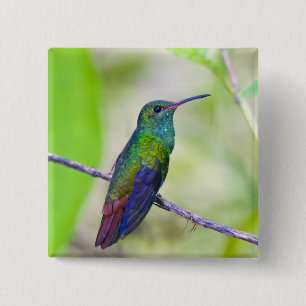 Südamerika, Costa Rica, Sarapiqui, La Selva Button