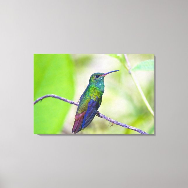 Südamerika, Costa Rica, Sarapiqui, La Selva Leinwanddruck (Vorderseite)