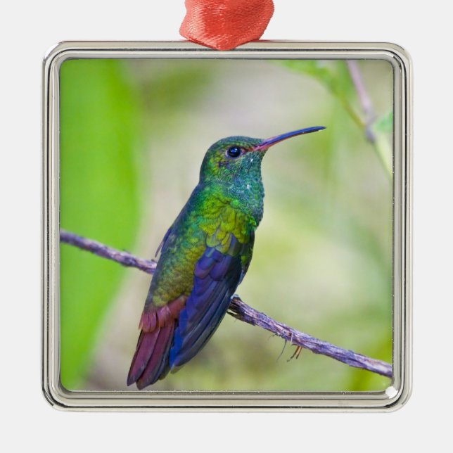 Südamerika, Costa Rica, Sarapiqui, La Selva Ornament Aus Metall (Vorne)