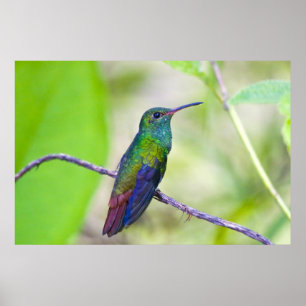 Südamerika, Costa Rica, Sarapiqui, La Selva Poster