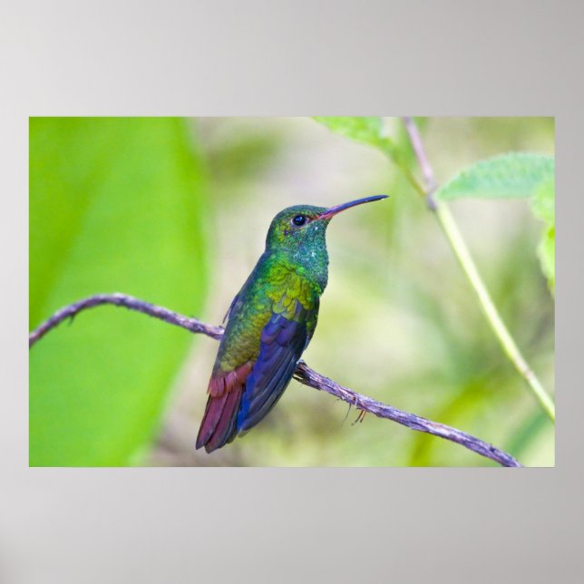 Südamerika, Costa Rica, Sarapiqui, La Selva Poster (Vorne)