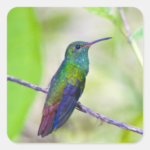 Südamerika, Costa Rica, Sarapiqui, La Selva Quadratischer Aufkleber