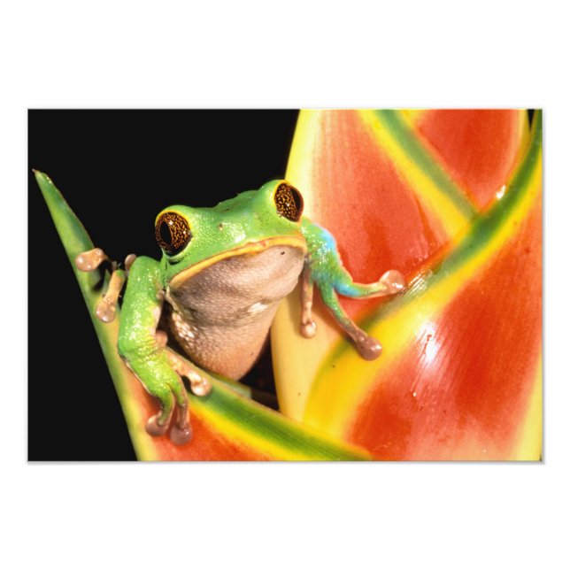 Südamerika, Ecuador, Amazonas. Blattgrün Fotodruck (Vorne)
