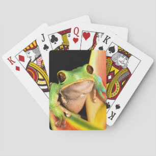 Südamerika, Ecuador, Amazonas. Blattgrün Spielkarten