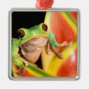 Südamerika, Ecuador, Amazonas. Laubfrosch Ornament Aus Metall