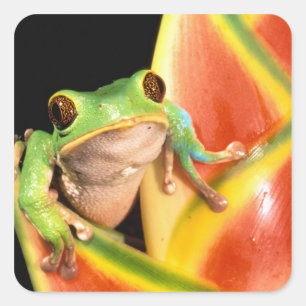 Südamerika, Ecuador, Amazonas. Laubfrosch Quadratischer Aufkleber