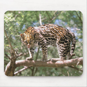 Südamerika, Ecuador, Amazonas. Ocelot Mousepad