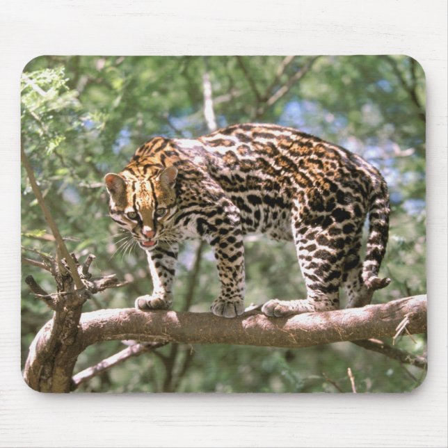 Südamerika, Ecuador, Amazonas. Ozelot Mousepad (Vorne)