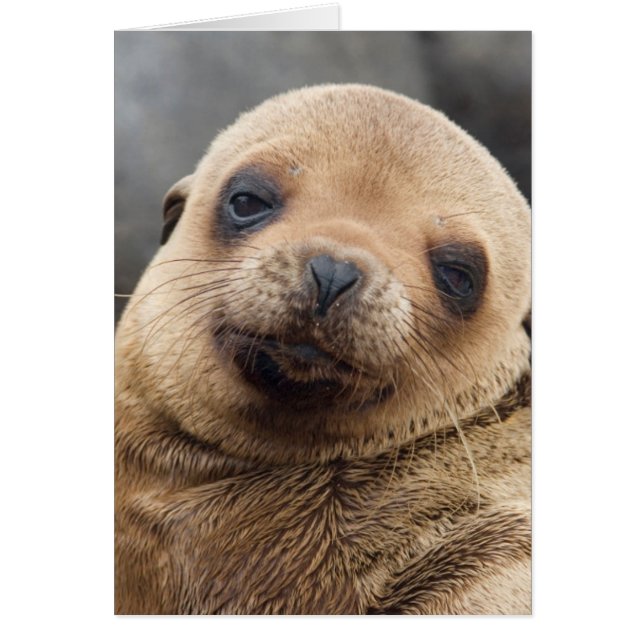Südamerika, Ecuador, Galapagos-Inseln (Vorne)