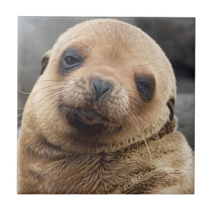Südamerika, Ecuador, Galapagos-Inseln Fliese