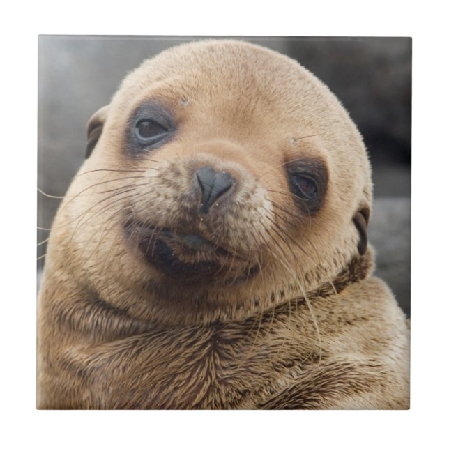 Südamerika, Ecuador, Galapagos-Inseln Fliese (Vorderseite)