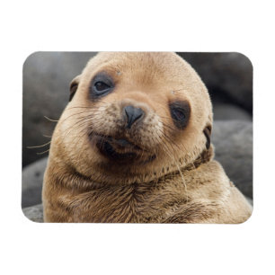 Südamerika, Ecuador, Galapagos-Inseln Magnet