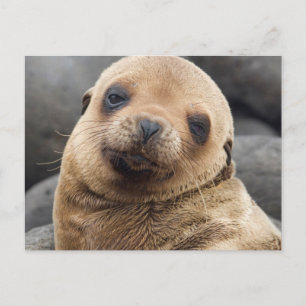 Südamerika, Ecuador, Galapagos-Inseln Postkarte