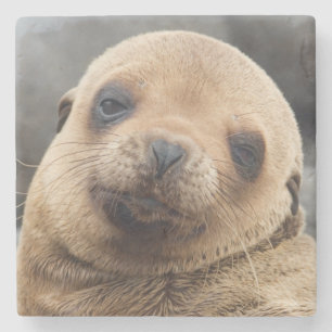 Südamerika, Ecuador, Galapagos-Inseln Steinuntersetzer
