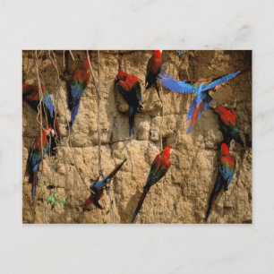 Südamerika, Peru, Manu-Nationalpark, Postkarte