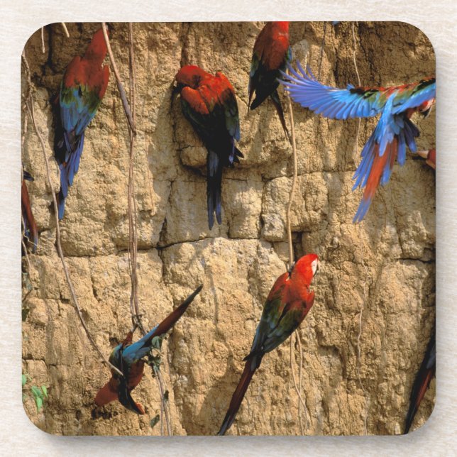 Südamerika, Peru, Manu-Nationalpark, Untersetzer (Vorderseite)