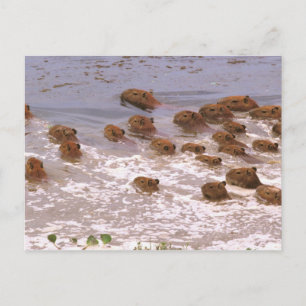 Südamerika, Venezuela, Llano-Region Postkarte
