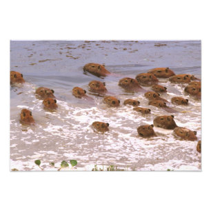 Südamerika, Venezuela, Region Llano. Fotodruck