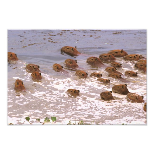 Südamerika, Venezuela, Region Llano. Fotodruck (Vorne)