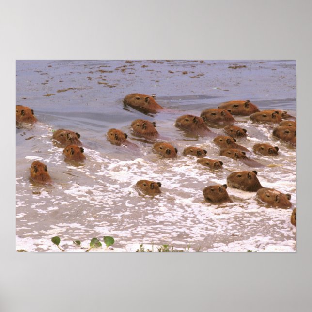 Südamerika, Venezuela, Region Llano. Poster (Vorne)