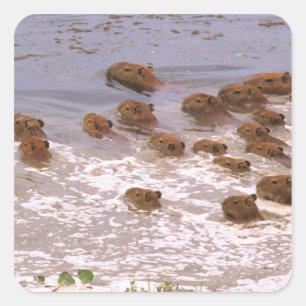 Südamerika, Venezuela, Region Llano. Quadratischer Aufkleber