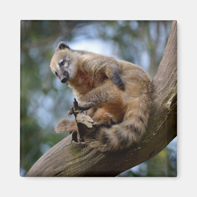 Südamerikanischer Atlantik Magnet (Vorne)