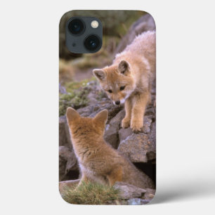 Südamerikanischer Graufuchs (Lycalopex griseus) Pa iPhone 13 Hülle