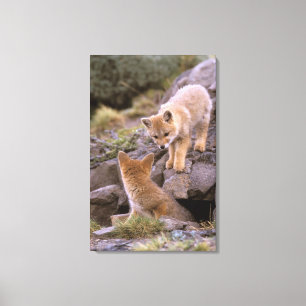 Südamerikanischer Graufuchs (Lycalopex griseus) Pa Leinwanddruck