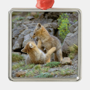Südamerikanischer Graufuchs (Lycalopex griseus) Pa Ornament Aus Metall