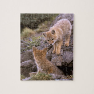 Südamerikanischer Graufuchs (Lycalopex griseus) Pa Puzzle