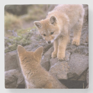 Südamerikanischer Graufuchs (Lycalopex griseus) Pa Steinuntersetzer