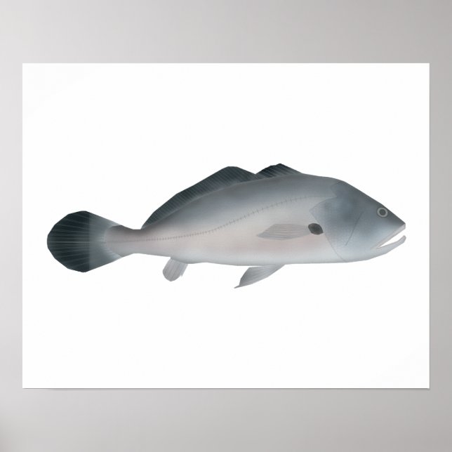 Südamerikanischer Silberbrummer Poster (Vorne)