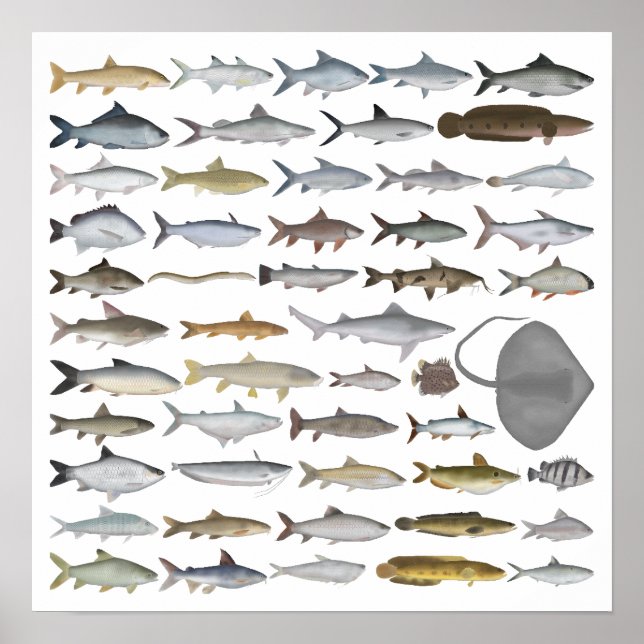 Südasien Süßwasserfischgruppe Poster (Vorne)