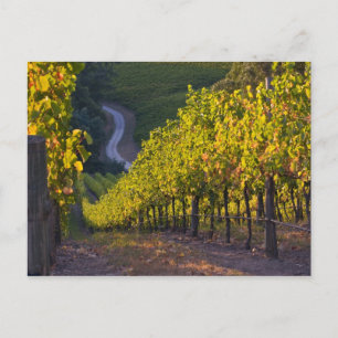 Südaustralien, Adelaide Hills, Summertown. 2 Postkarte