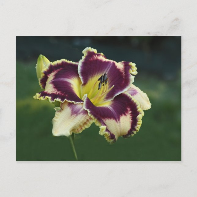 Süddazzle Postkarte (Vorderseite)