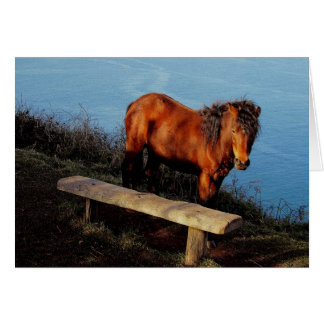 SüdDevon-Küste Dartmoor Pony nahe Bank .2.