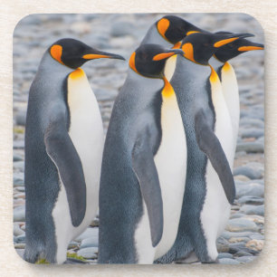 Südgeorgien. Königspinguine Getränkeuntersetzer