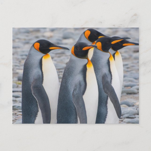 Südgeorgien. Königspinguine Postkarte (Vorderseite)