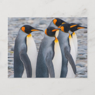 Südgeorgien. Königspinguine Postkarte
