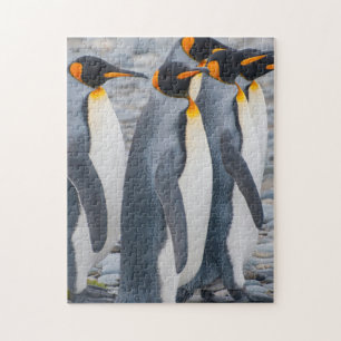Südgeorgien. Königspinguine Puzzle