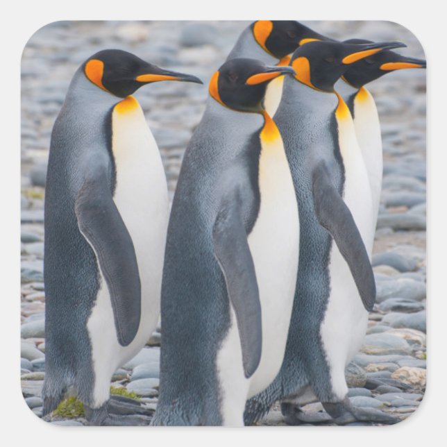 Südgeorgien. Königspinguine Quadratischer Aufkleber (Vorderseite)
