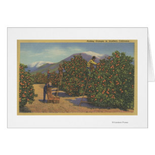 Südkalifornien - Sammeln-Orangen