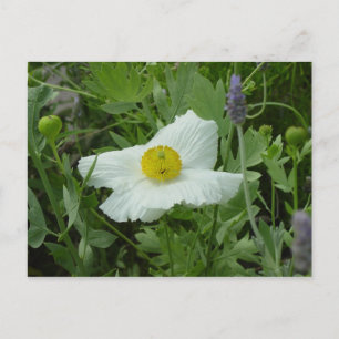 Südkalifornische Mohnpostkarte Postkarte