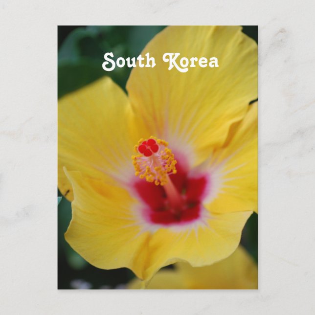 Südkoreanischer Hibiskus Postkarte (Vorderseite)