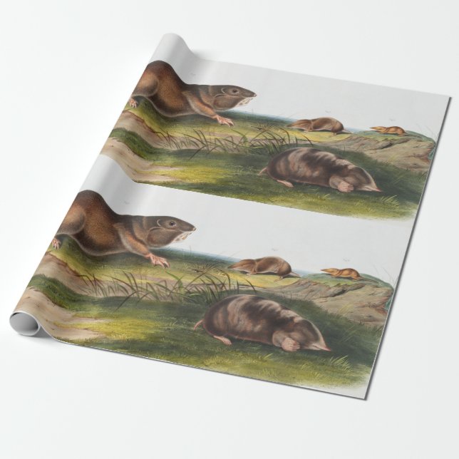 SüdkrautRat, Illustration von Shrew Mole Geschenkpapier (Ungerollt)