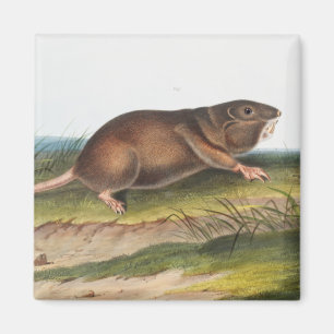 SüdkrautRat, Illustration von Shrew Mole Magnet