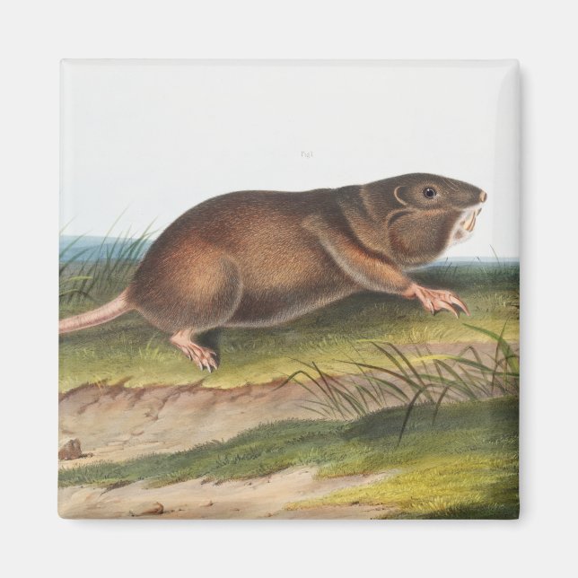 SüdkrautRat, Illustration von Shrew Mole Magnet (Vorne)