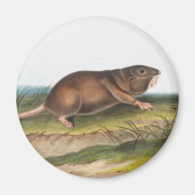 SüdkrautRat, Illustration von Shrew Mole Magnet (Vorne)