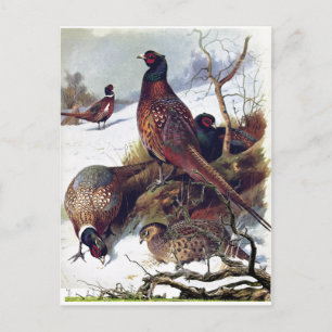 Südliche Dakota Ring-Hals Pheasant Vintage Postkar Ankündigungspostkarte