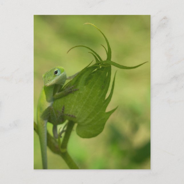 Südliche Grüntöne Postkarte (Vorderseite)